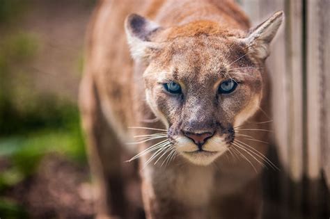 Wallpaper Animals Wildlife Whiskers Puma Mammals Cougar Wild