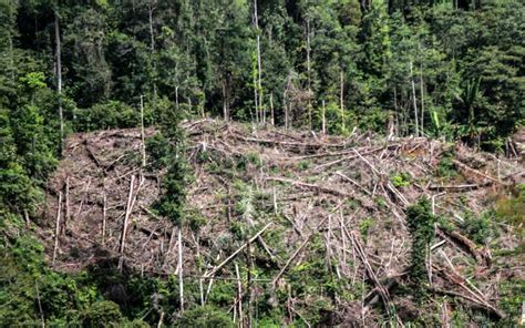 Hutan Di Gunung Salak Aceh Kembali Ditebangi Untuk Membuka Lahan