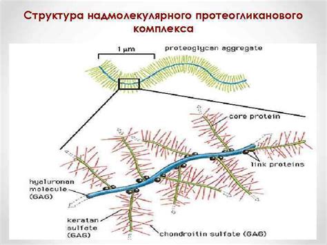 Структурная единица коллагена тропоколлаген Аминокислотный состав коллагена