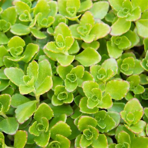 Sedum Spurium Album Superbum Godet Cm Gamm Vert Vivaces Couvre