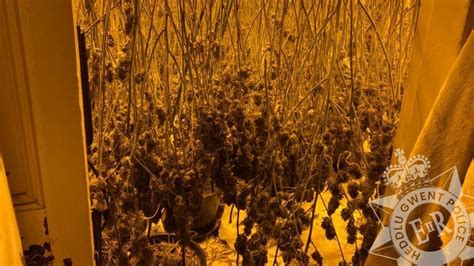 Cannabis Farm Found In Abandoned Shropshire Warehouse Bbc News