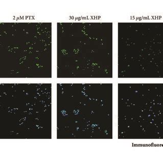 Xhp Induced Apoptosis In U Mg Cells A Confocal Images Of U Mg