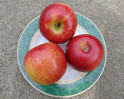 Apple Malus Domestica Sundowner In The Apples Database Garden Org