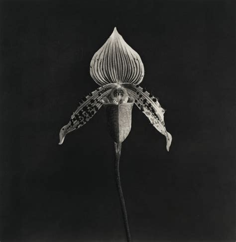 Orchid By Robert Mapplethorpe On Artnet Auctions