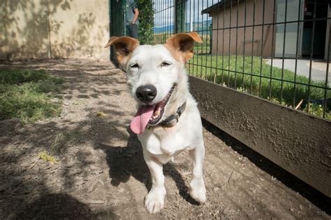 Apagi Chuck Chien Jack Russell Terrier La Robe Blanc Et Marron