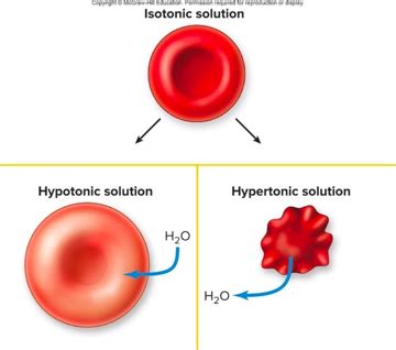 Chapter Human Physiology Flashcards Quizlet