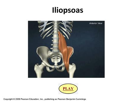 Upper Extremity and Trunk Muscle Actions - ppt download