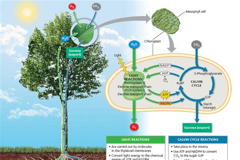 Photosynthesis In Higher Plants