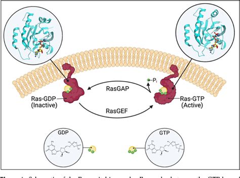 Figure From A Focused Review Of Ras Guanine Nucleotide Releasing