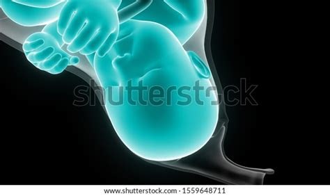 Fetus Baby Womb Anatomy 3d Stock Illustration 1559648711 | Shutterstock