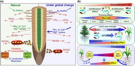 Soil Organic Matter Priming The Ph Effects Global Change Biology X Mol