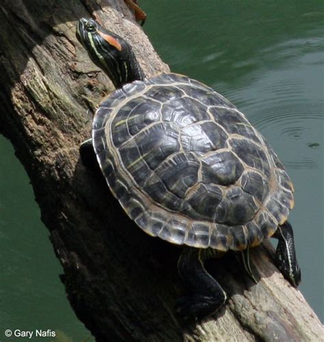 Identifying California Turtles