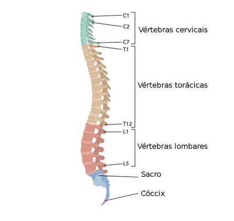 Esqueleto Humano Biologia Net