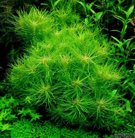 Pogostemon erectus - Flowgrow Aquatic Plant Database