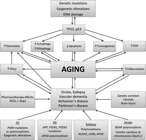 Aging And Neurological Diseases Intechopen