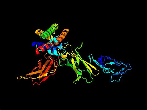 Interleukin-12 Protein Molecule Photograph by Dr Tim Evans - Fine Art ...