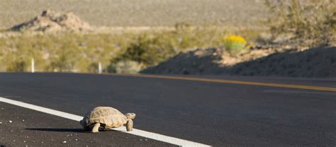 Creating Safe Passage for Desert Tortoises - Center for Large Landscape Conservation