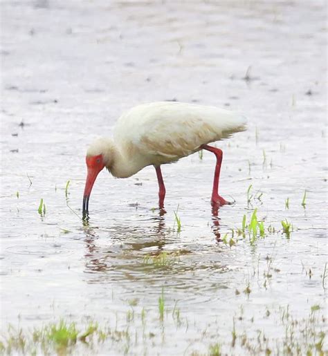 ibis,ibis in flight,three ibis in flight,flying ibis,island ibis,white ...