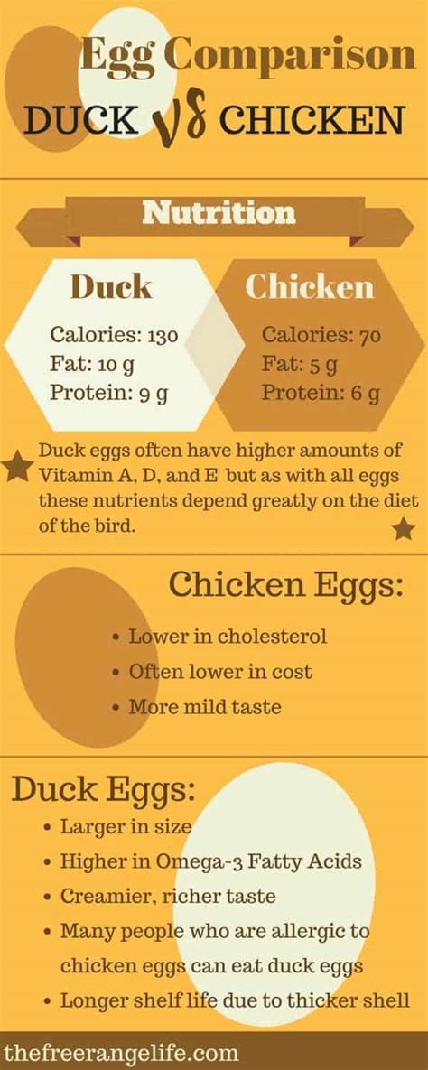 Chicken Eggs vs Duck Eggs: An Infographic - The Free Range Life