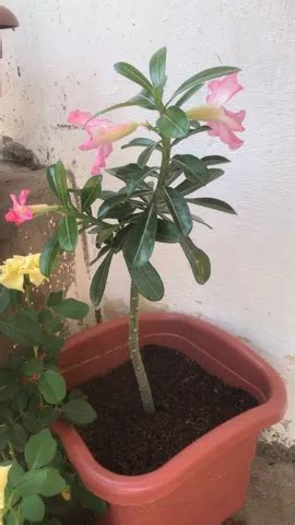 Flores E Plantas Em Teresina Pi Farmby