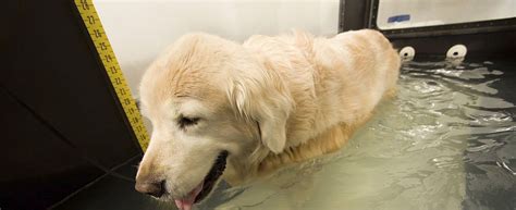 Hydrotherapy for Dogs at Home: Benefits and Guidelines