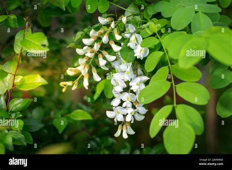 Locust Tree White Blossom Robinia Pseudoacacia Stock Photo Alamy