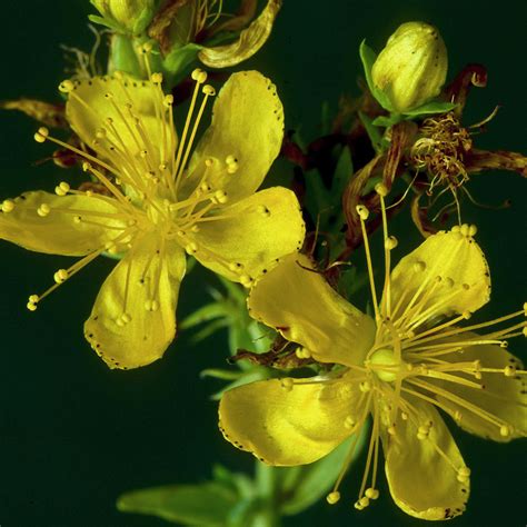 St. John's Wort | NCCIH