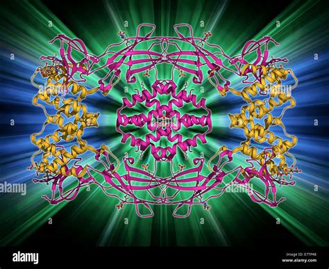 Interferon Gamma Binding Hi Res Stock Photography And Images Alamy