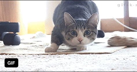 Best Funny Pictures Meme Pictures New Memes Funny Memes Felidae