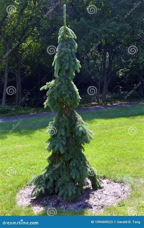 Weeping White Pine Tree Stock Photo CartoonDealer 576282