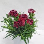 Dianthus Constant Beauty Green Fuse Botanicals Inc