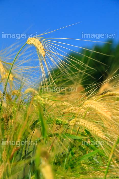 【大麦】の画像素材50260307 写真素材ならイメージナビ