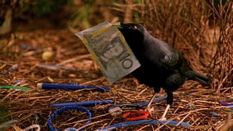 Bowerbird Nests National Geographic Bing Images Birds Pet Birds Bird