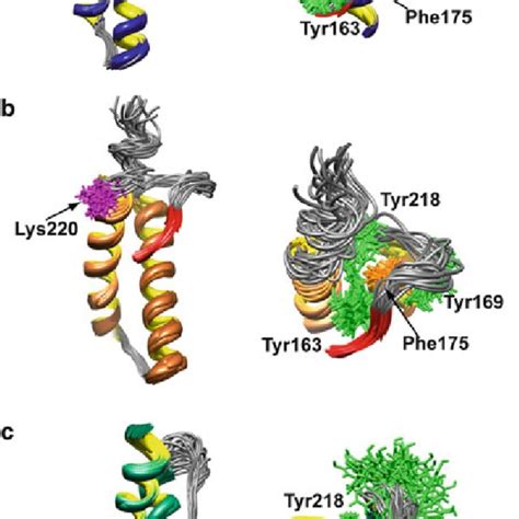 3 Structural Comparison Of Human Prp Mutants A Structural Details