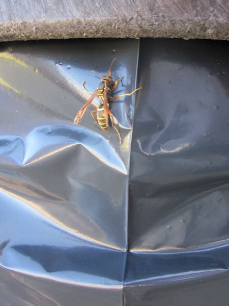 Northern Paper Wasp Project Noah