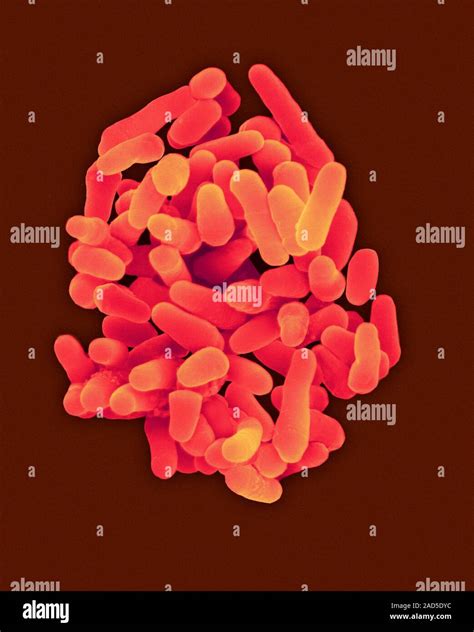 Coloured Scanning Electron Micrograph Sem Of Mycobacterium