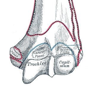 trochlea  humerus alchetron   social encyclopedia