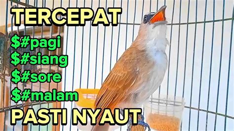 Trucukan Gacor Sangat Ampuh Memancing Emosi Trucukan Diam Dan Untuk