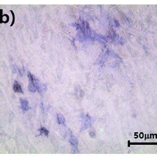 Alkaline Phosphatase Activity Of Mc T E Cells Cultured On Zro A