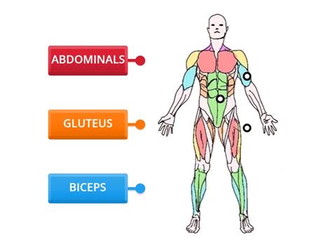 MUSCULAR SYSTEM Labelled Diagram