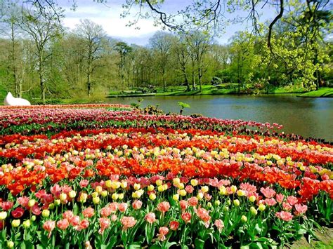 Le parc de Keukenhof, un jardin merveilleux | Les plus beaux jardins, Beaux jardins, Jardins du ...