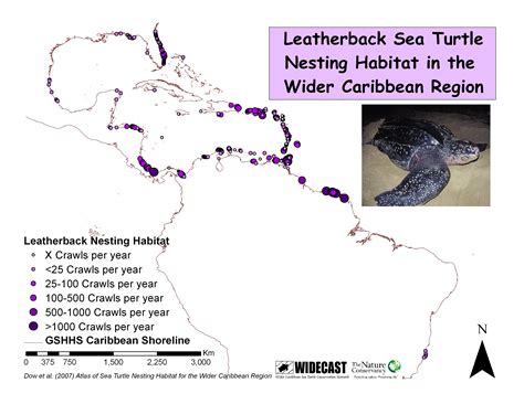 Basic Biology Of The Leatherback Dermochelys Coriacea