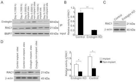 BMP7 Coordinates Endometrial Epithelial Cell Receptivity For Blastocyst