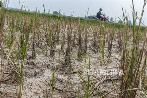 Karawang Optimistis Capai Target Produksi Padi Di TlTengah El Nino