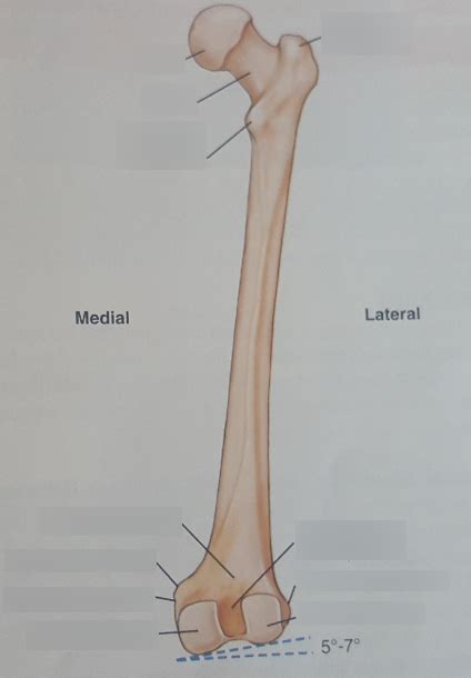 Femur Posterior View Diagram Quizlet