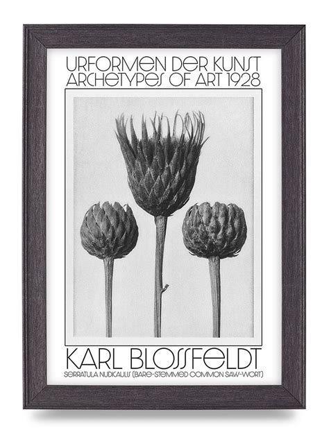 Karl Blossfeldt Urformen Der Kunst 1928 Serratula Nudicaulis Bare