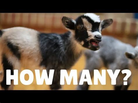 WE HAVE BABY GOATS Cute Newborn Baby Goats Goats Know Your Meme