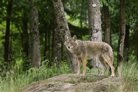 Where Do Coyotes Live? Exploring Their Dens and Habitats