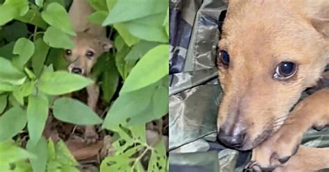 L Uomo Trova Un Cane Abbandonato Nella Foresta E Quando Si Avvicina