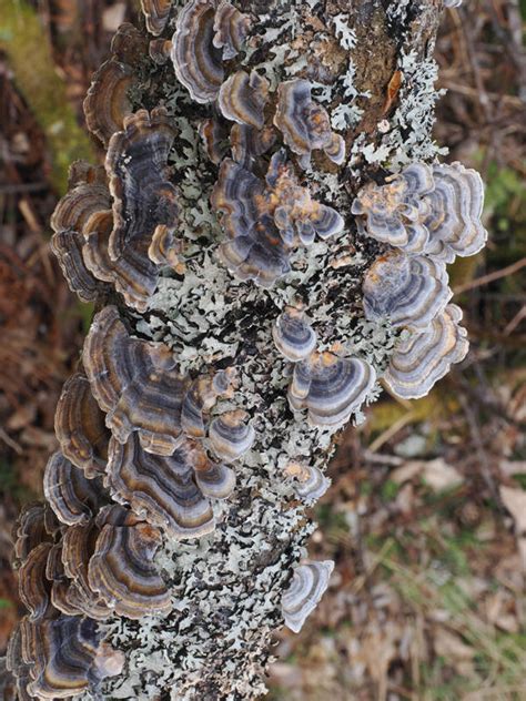 Silkekjuke Turkey Tail Trametes Versicolor